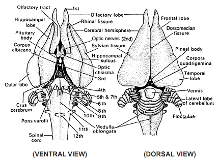 614_brain of rabbit.png